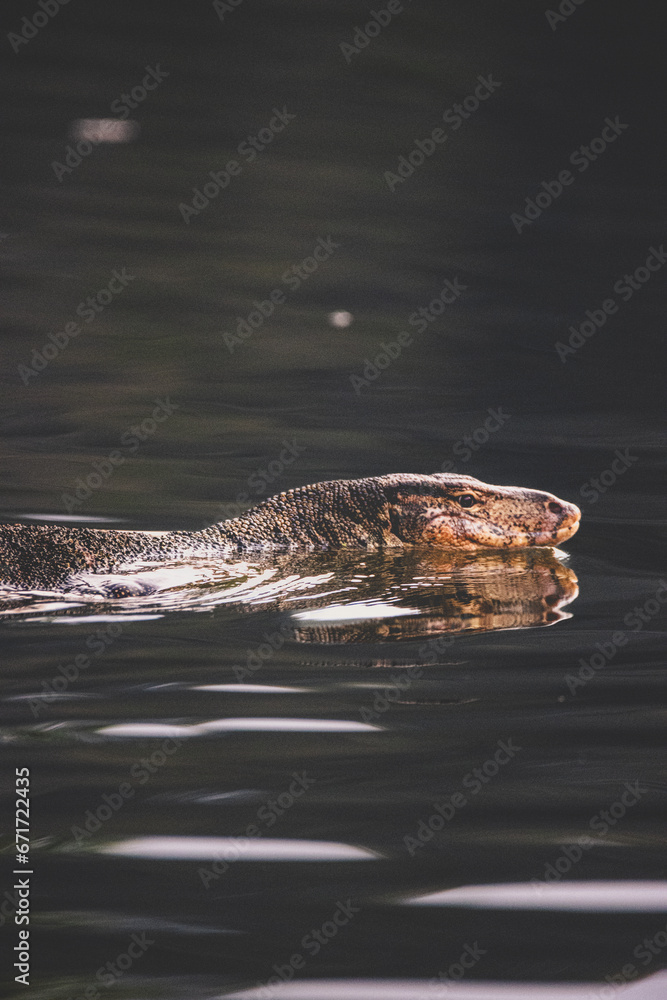 Fototapeta premium Monitor Lizard swimming.