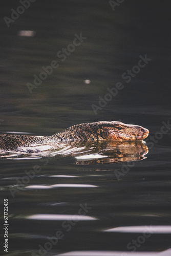 Monitor Lizard swimming.