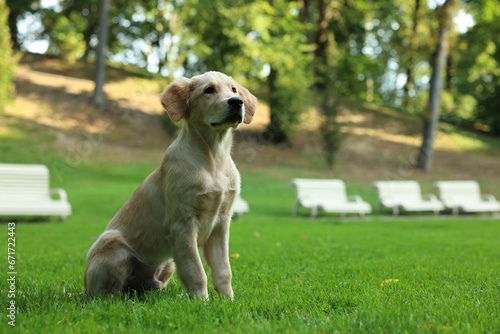 Cute Labrador Retriever puppy sitting on green grass in park, space for text