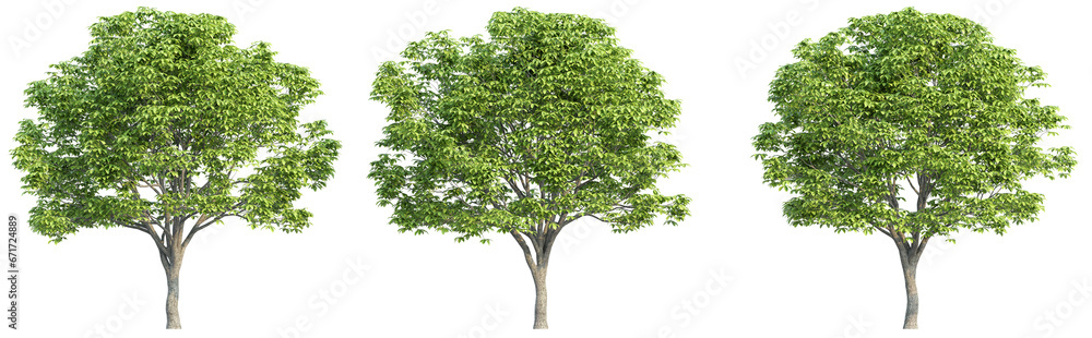 Obraz premium set of trees, 3D rendering, isolated on a transparent background. Perfect for illustration, digital composition, and architecture visualization