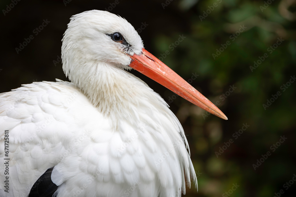 Fototapeta premium Beautiful portrai of a white stork, horizontal