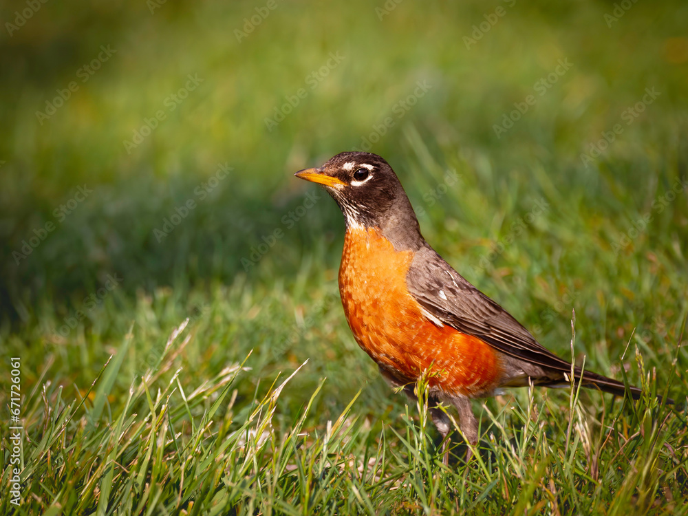 American Robin in the spring