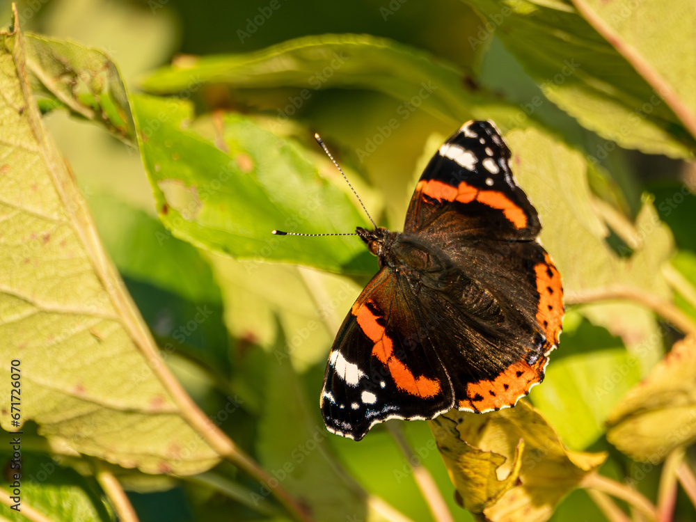 Schmetterling Schmetterling