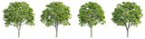 set of trees, 3D rendering, isolated on a transparent background. Perfect for illustration, digital composition, and architecture visualization