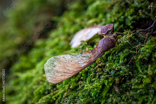 Seeds of a maple lying on the ground in autumn