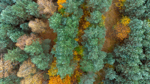 bird's eye view of a beautiful autumn forest. Golden colors, mixed forest