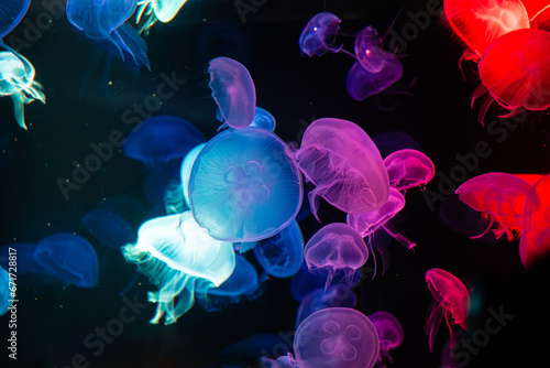 A colony of glowing blue and red jellyfish in the aquarium