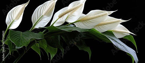 The scientific name for the Peace Lily is Spathiphyllum floribundum N E Br photo