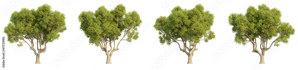 set of trees, 3D rendering, isolated on a transparent background. Perfect for illustration, digital composition, and architecture visualization