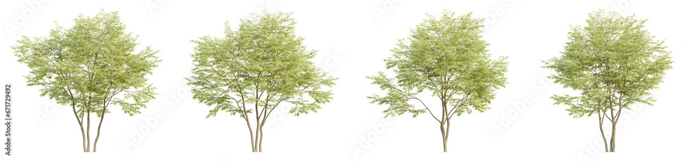 set of trees, 3D rendering, isolated on a transparent background. Perfect for illustration, digital composition, and architecture visualization