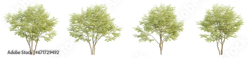 set of trees, 3D rendering, isolated on a transparent background. Perfect for illustration, digital composition, and architecture visualization © ANDRIBENKY