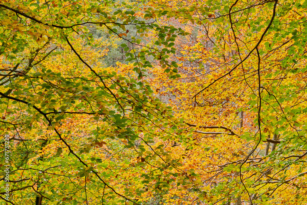 Jesień. Kolory jesieni. Bukowy las w złocie i czerwieni. Rzeczka, wartki strumień i omszałe kamienie. - obrazy, fototapety, plakaty 