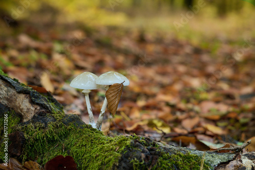 Połyskujące białe grzybki w jesiennym bukowym lesie. Kolory jesieni.