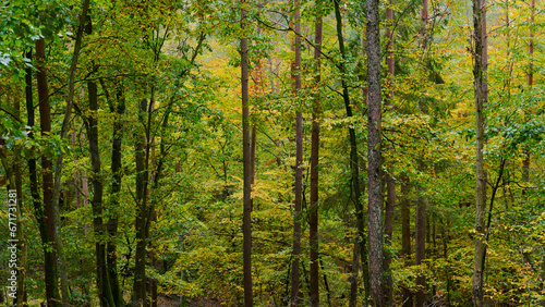 Jesień. Kolory jesieni. Bukowy las w złocie i czerwieni. Rzeczka, wartki strumień i omszałe kamienie. © Tomasz