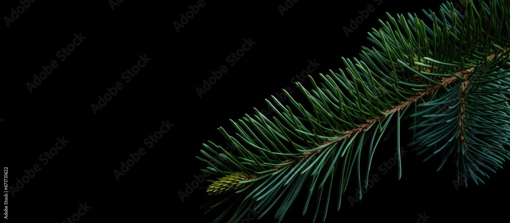 Close up view of the foliage of a pine tree