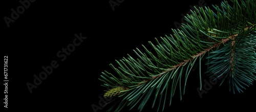 Close up view of the foliage of a pine tree