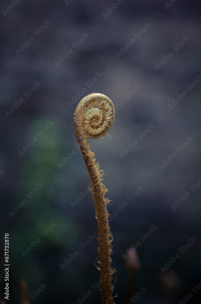 close up of fern leaf
