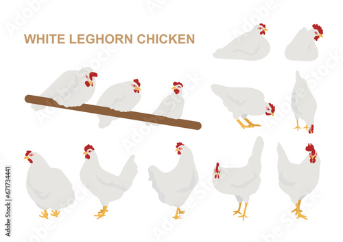 White Leghorn Chickens 