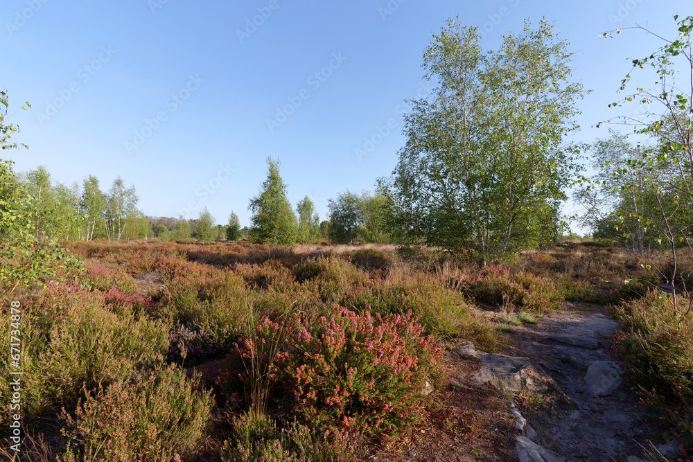 Obraz premium Coquibus heathers land in Fontainebleau foest