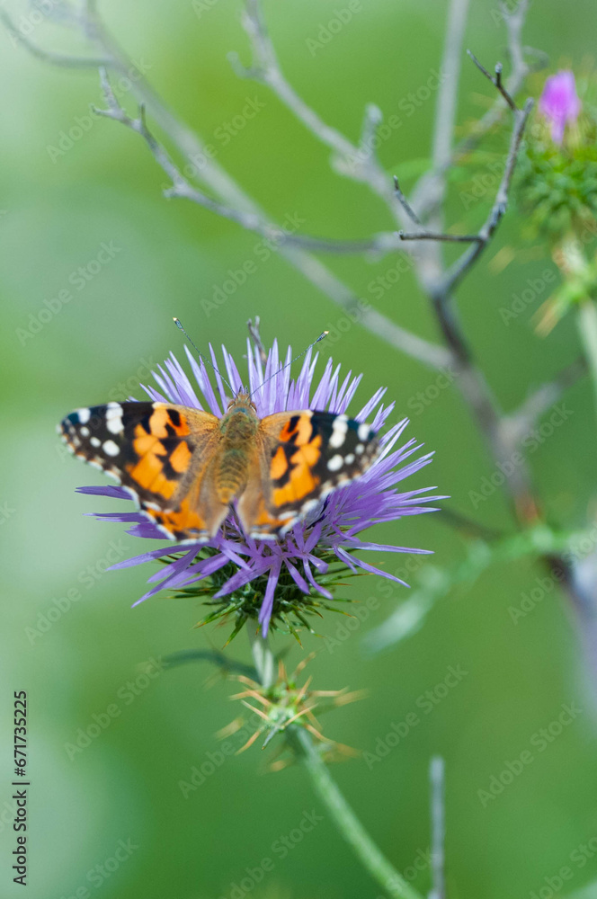 Obraz premium butterfly on flower