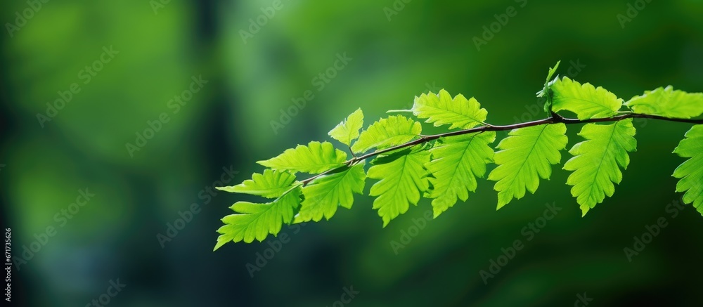 The forest is naturally adorned with green leaves The forest is naturally adorned with green leaves