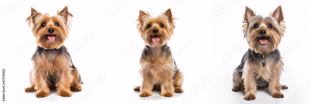 A jaunty adult Yorkshire Terrier smiling towards the camera, isolated on a white backdrop. A jaunty adult Yorkshire Terrier smiling towards the camera, isolated on a white backdrop.
