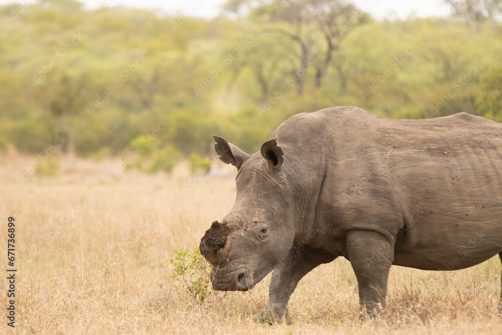 rhino in the wild rhino in the wild