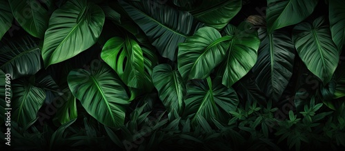 Abstract green tropical foliage background