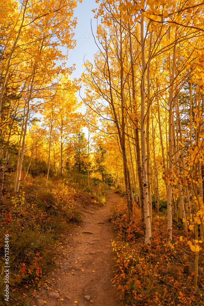 Obraz premium Autumn morning aspen forest trail 