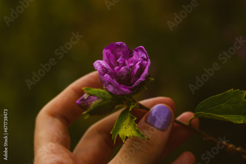 Beautiful single mauve purple flower in a woman's hand on dark naturel background. Female gardener enjoying a bud of a grown flower Horticulture, growing flowers in a garden. Romantic girlish postcard