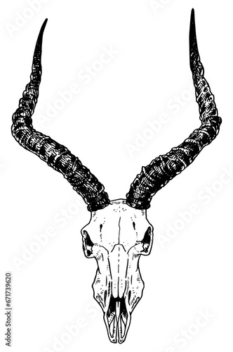 Impala skull vector illustration