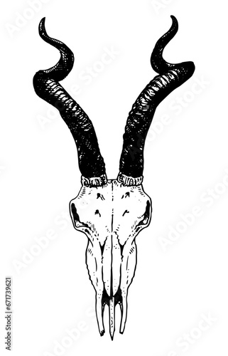 Antelope skull vector illustration