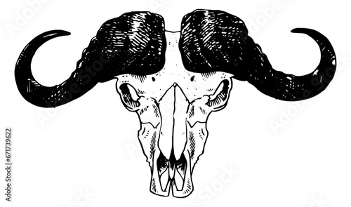 Buffalo skull vector illustration