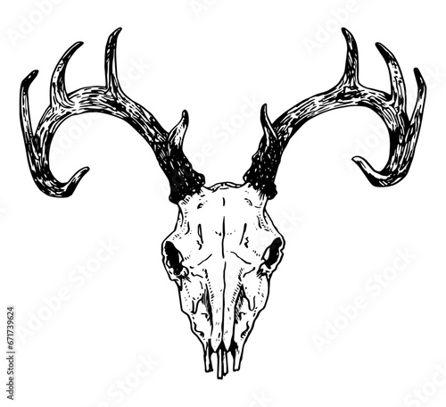 Deer skull vector illustration