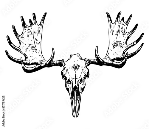 Moose skull vector illustration