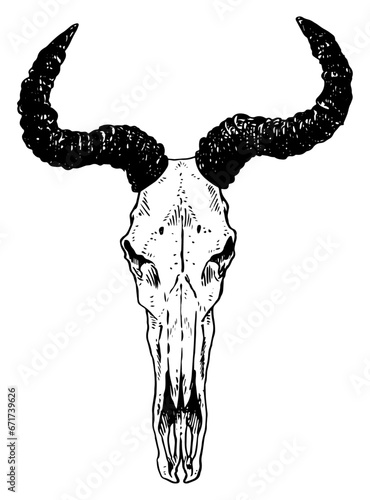 Hartebeest skull vector illustration