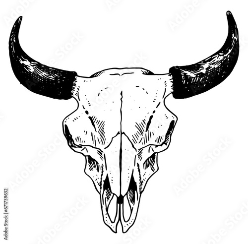 Bison skull vector illustration