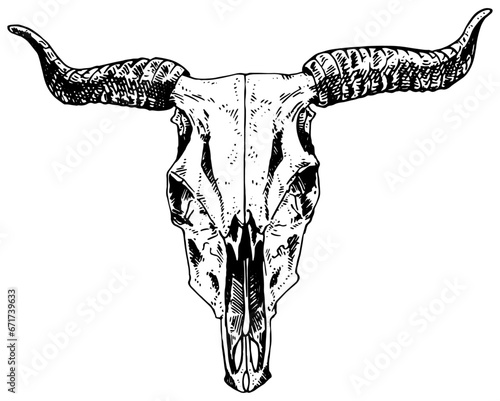 Cow skull vector illustration