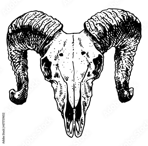 Sheep skull vector illustration