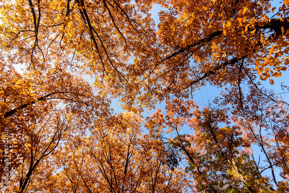 Vivid orange, yellow and brown leaves of oak tree towards clear blue sky in a garden during a sunny autumn day, beautiful outdoor background photographed with soft focus. Vivid orange, yellow and brown leaves of oak tree towards clear blue sky in a garden during a sunny autumn day, beautiful outdoor background photographed with soft focus.