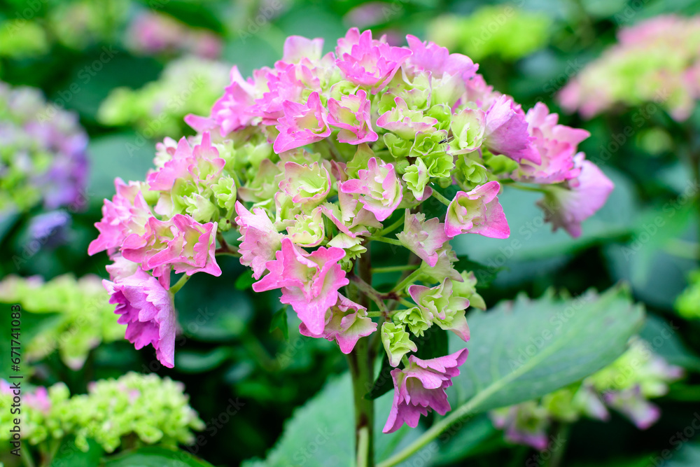 Magenta pink hydrangea macrophylla or hortensia shrub in full bloom in a flower pot, with fresh green leaves in the background, in a garden in a sunny summer day.