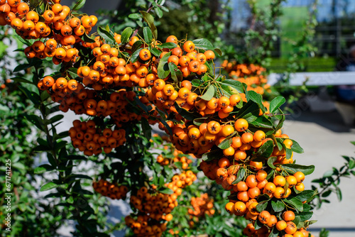 Small yellow and orange fruits or berries of Pyracantha plant  also known as firethorn in a garden in a sunny autumn day  beautiful outdoor floral background photographed with soft focus