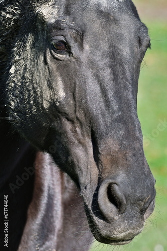 Black horse head. Close-up detailed portrait of dirty horse with mud on his face. Autumn  Czech republic nature.