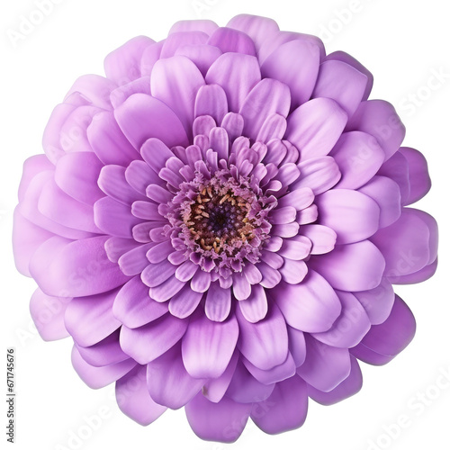 a pink flower  lilac and Zinnia  isolated on a transparent background  with a PNG cutout or clipping path