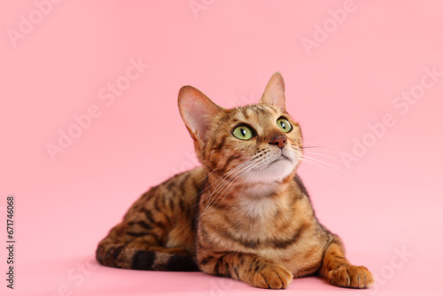 Fototapeta Naklejka Na Ścianę i Meble -  Cute Bengal cat on pink background. Adorable pet