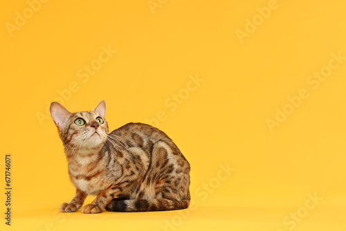 Fototapeta Naklejka Na Ścianę i Meble -  Cute Bengal cat on orange background, space for text. Adorable pet