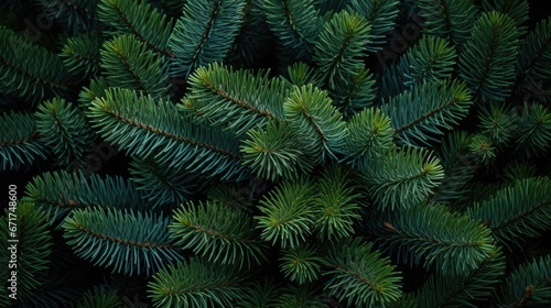 Green coniferous spruce, texture of green Christmas tree branches background