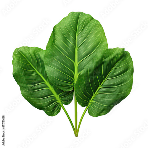 tropical plant leaves  isolated on a transparent background. PNG cutout or clipping path.