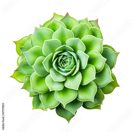 Echeveria houseplant, top view, for design or decoration, isolated on a transparent background. (PNG, cutout, or clipping path.)