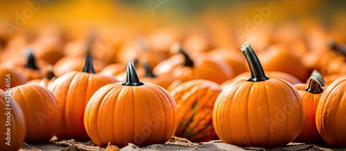 Vibrantly hued pumpkins in an autumnal pumpkin patch prepared for Halloween